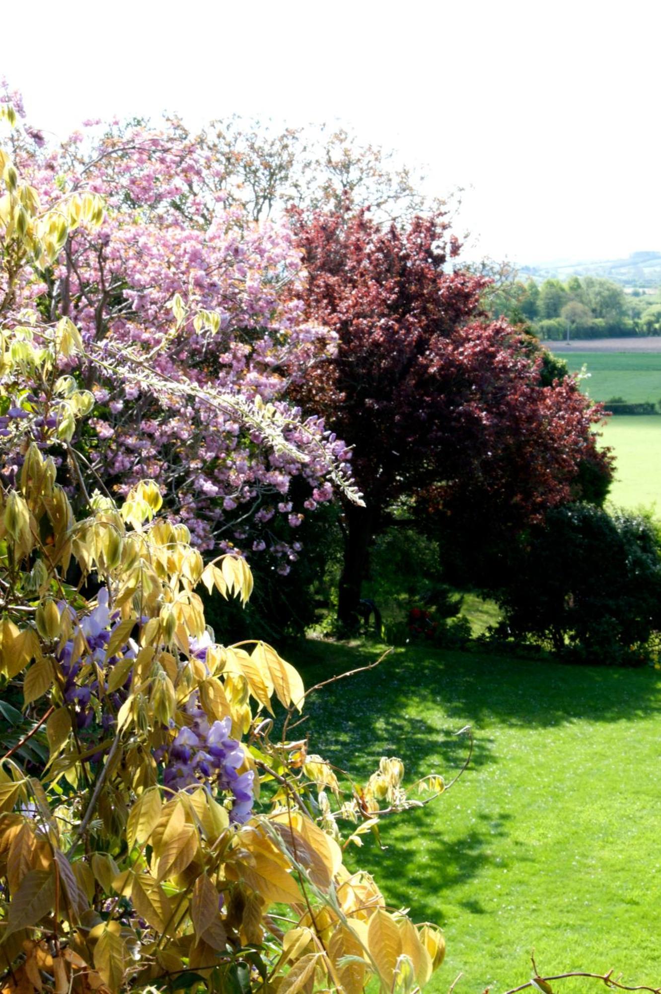 Charming Georgian Country House Axbridge Exteriör bild